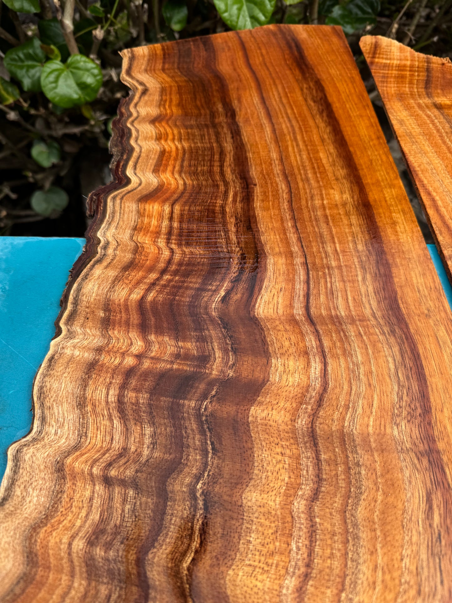 Curly Koa 4mmx28”x9-13”