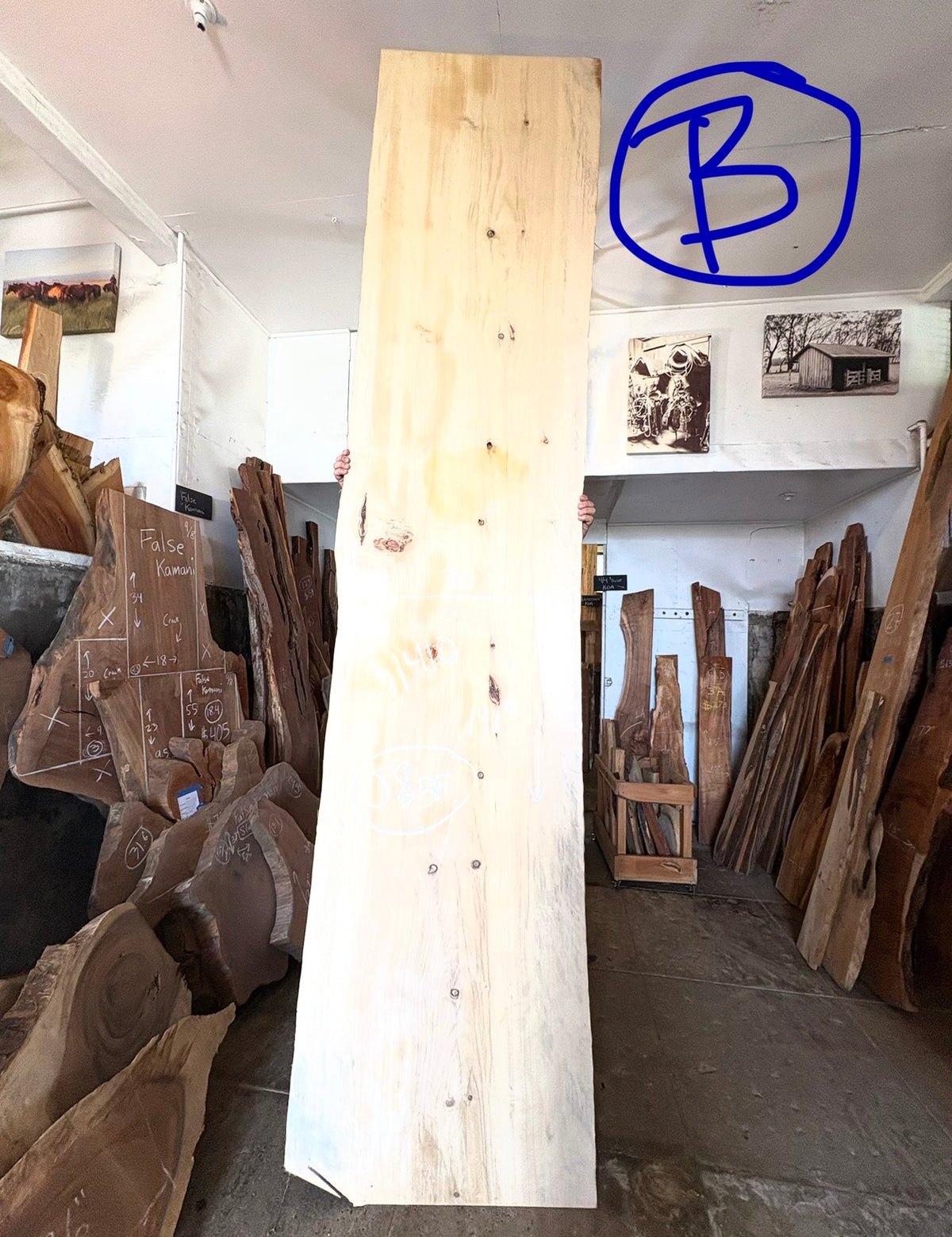 Norfolk Island Pine (Slab B)