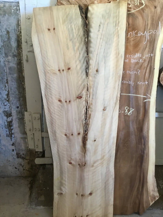 Norfolk Pine 83”L x 26”W 10/4