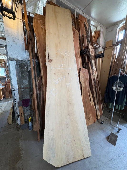 Norfolk Island Pine (Slab C)