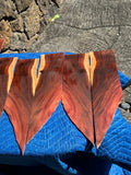 45 pieces of reclaimed Milo wood 4mm thin 9-24” long by 1/2-5.5” wide