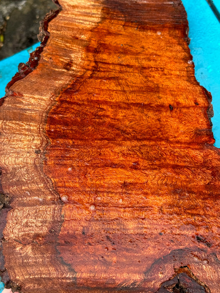 Premium curly Koa Live Edge Burl 12.5”x5-7”x2.5”