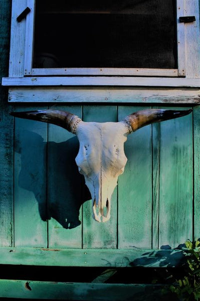 “John Wayne” Authentic Cattle Skull