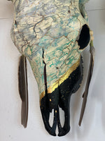 “Caiman” Hand painted Bull Skull - White Crackle & Gold