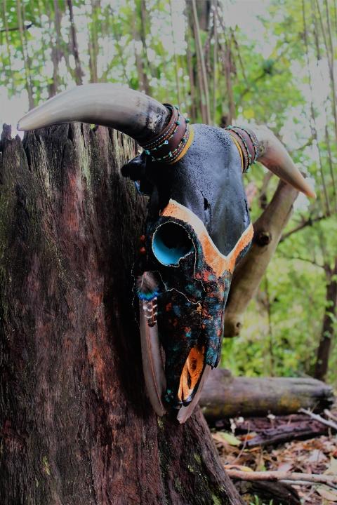 “Caspian” Authentic Steer Skull Wall Art