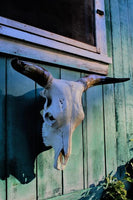 “John Wayne” Authentic Cattle Skull