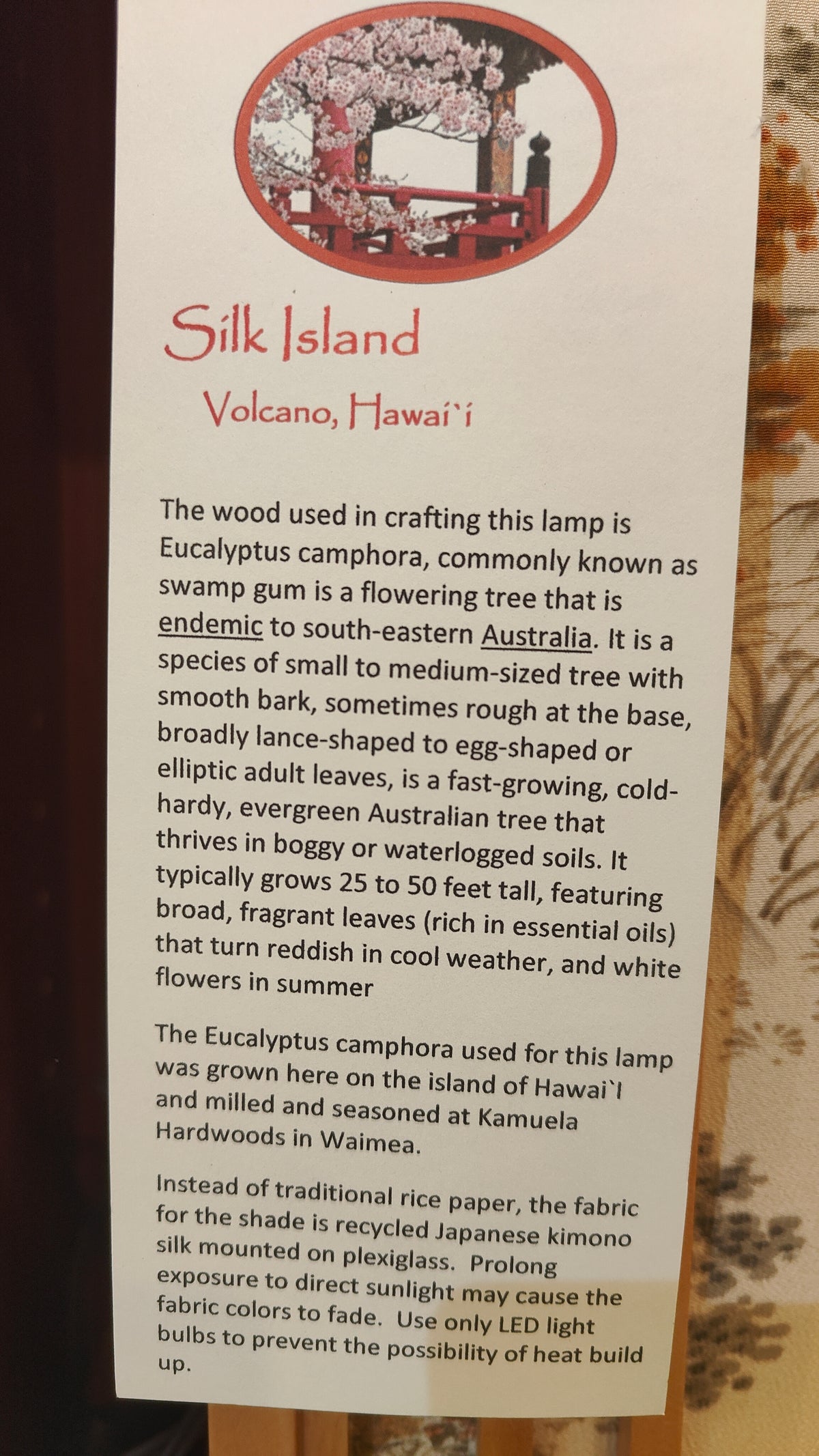 Camphor Eucalyptus, Japanese lantern, lamp